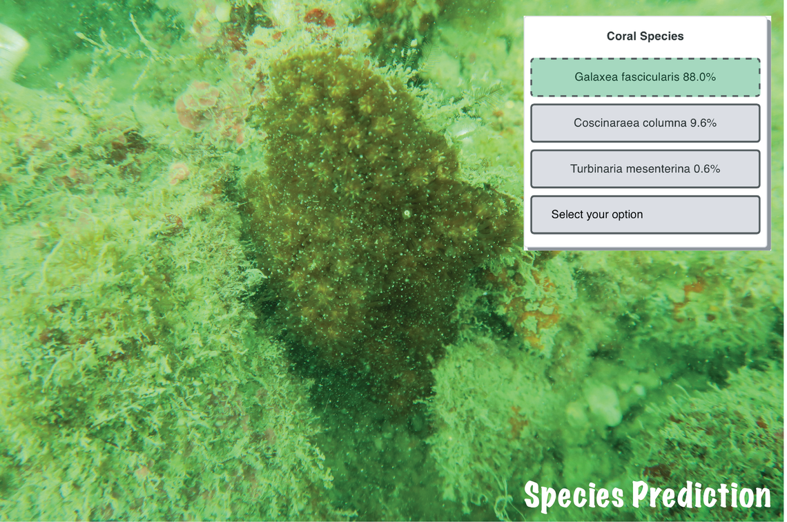 coral species prediction 01